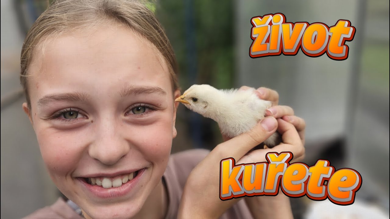 Celý Den s Kuřaty a Kvočnami! 🐥 Růst Kuřat Bez Slova (Farmářský Život) 🐔