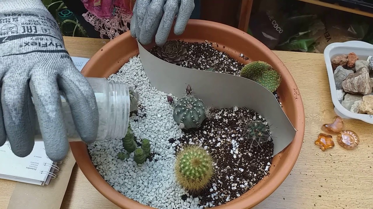 🪴 Cómo hacer un Centro con Cactus y Crasas 🌵 | Caktuky