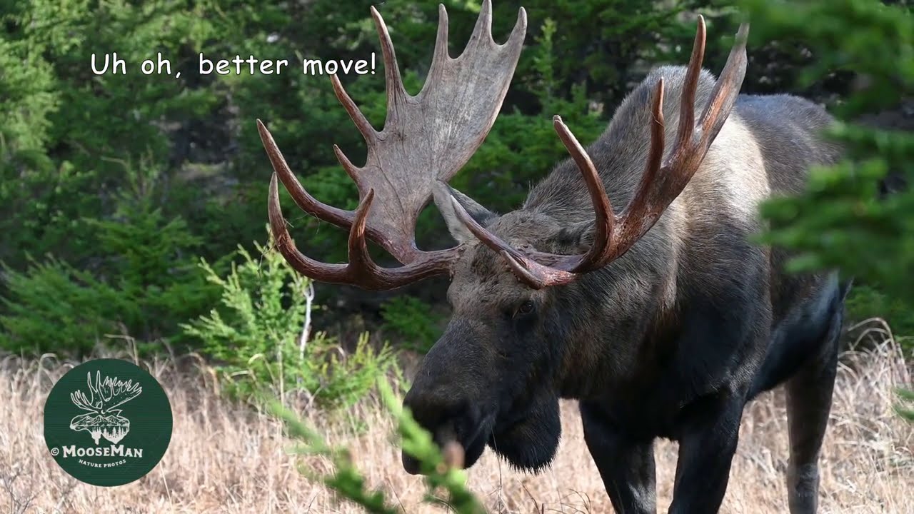 Huge bull moose go at it fighting over cows