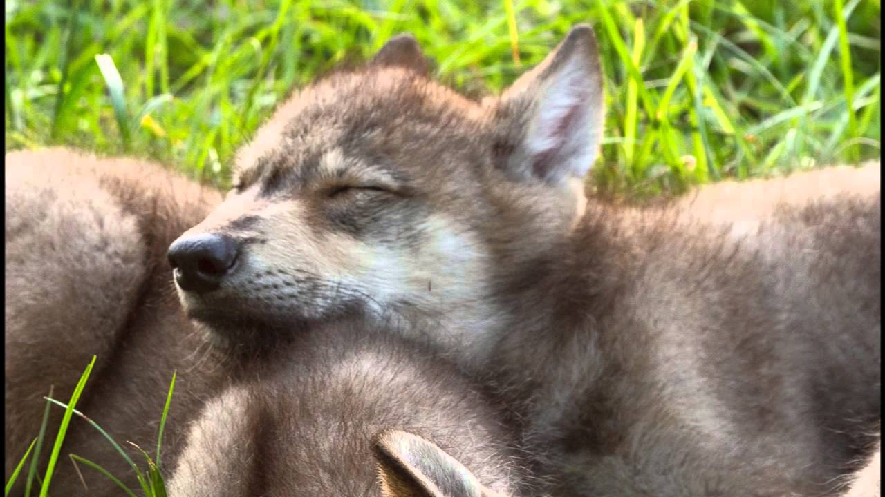 Call of the Timberwolf