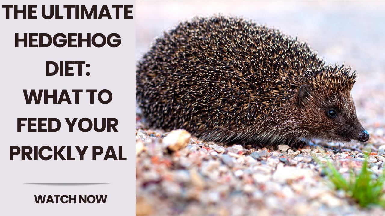 Fueling Your Hedgehog's Adventure: What to Feed Your Pet for Optimal Health