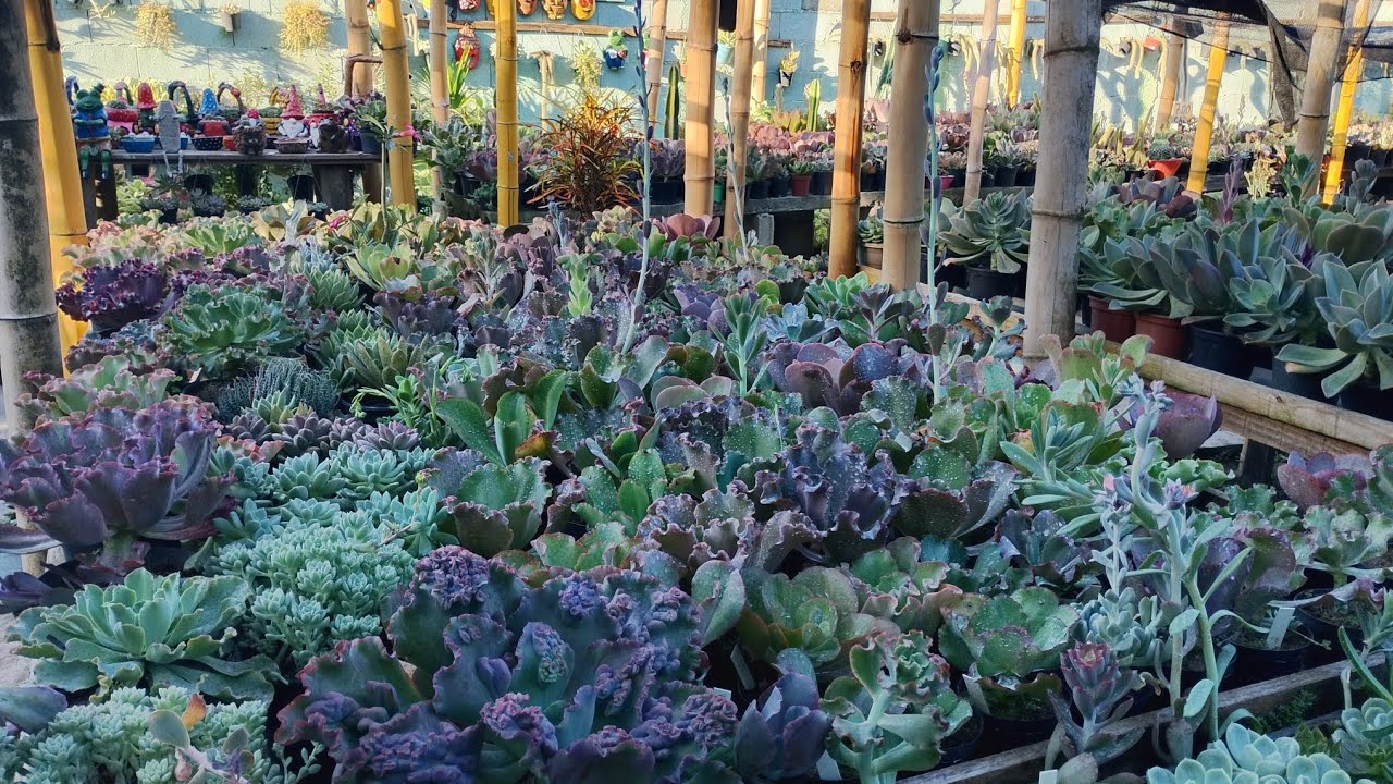 Depois de muitas #chuvas e #sol quente 🥵 como as #suculentas estão poraqui 😱 muitas #mudancas 