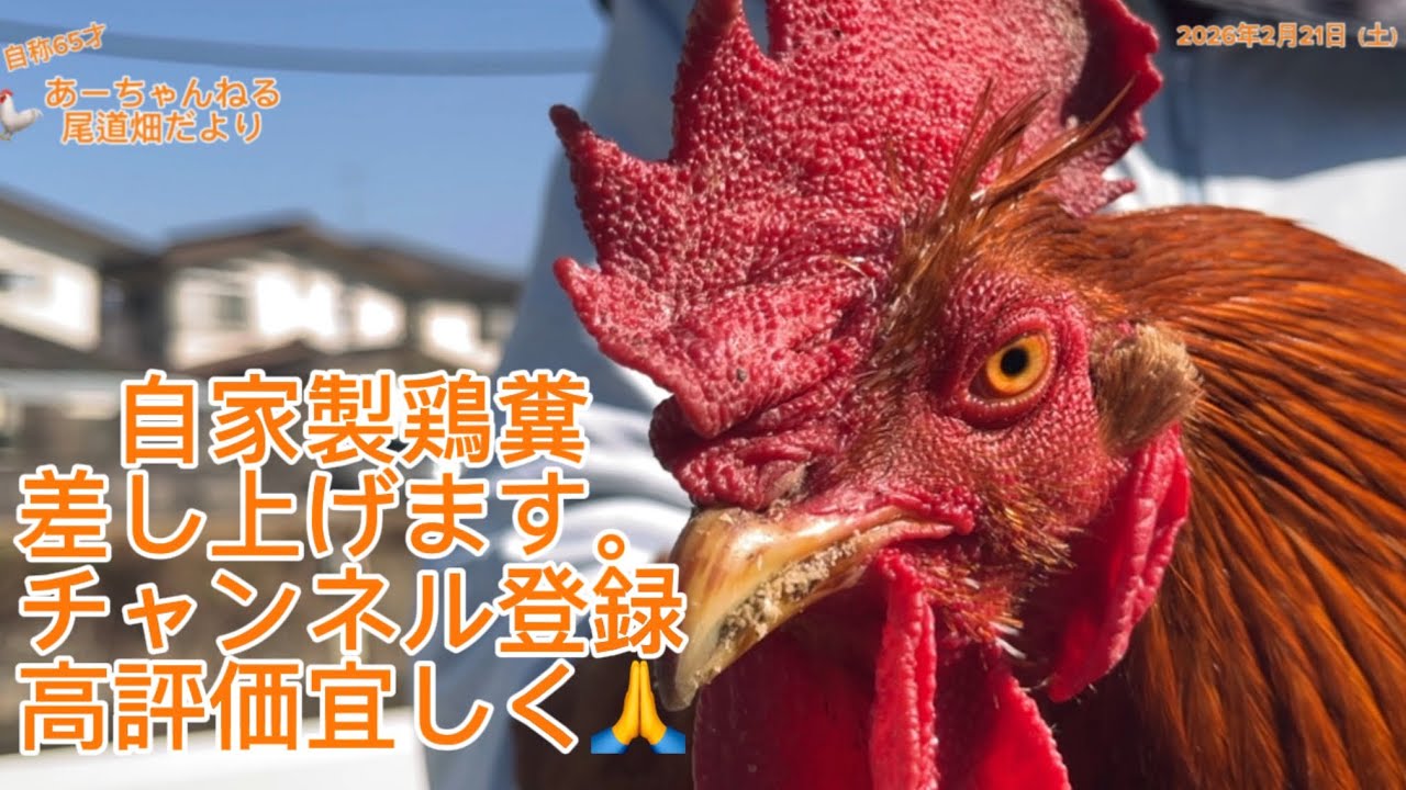我が家の天草大王を紹介します。