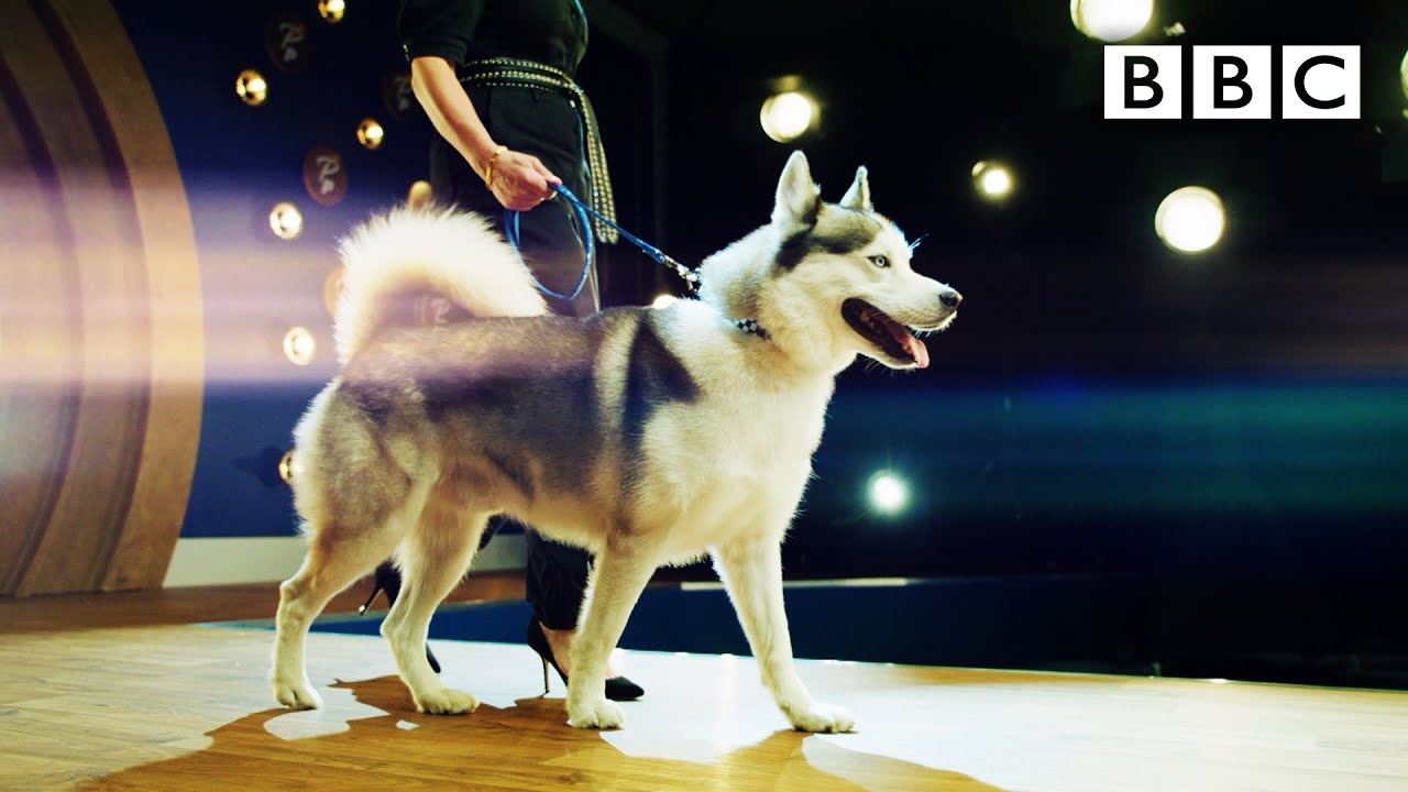 Get ready for our new 2021 obsession... POOCH PERFECT! 🐶💅⁣ Pooch Perfect Trailer - BBC