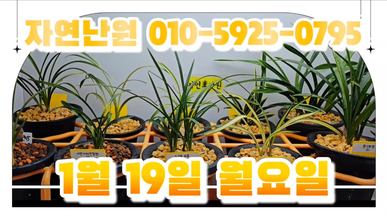 [1월 19일] 천상, 서반사피, 주묵, 중투, 환구화정, 황산반복륜, 중투, 녹호중투, 달마복륜, 사계란, 송옥, 환구화정 총 12개체입니다♡