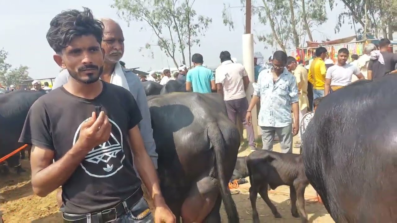 Parsi Pashu Mandi | Cow Buffalo Market | Sale Murra Buffalo New Video | Dairy Farm | Sasti Bhes Mela