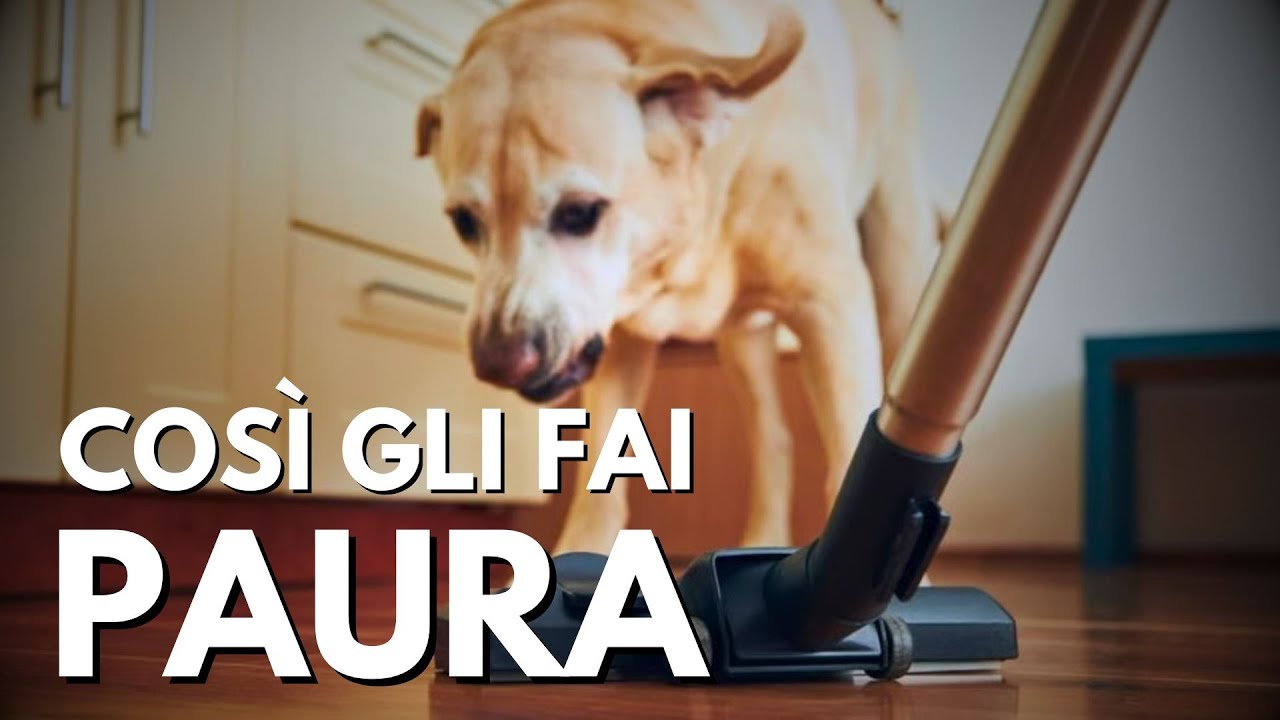 Come ho aiutato un cane terrorizzato senza forzarlo (il vero errore da evitare)