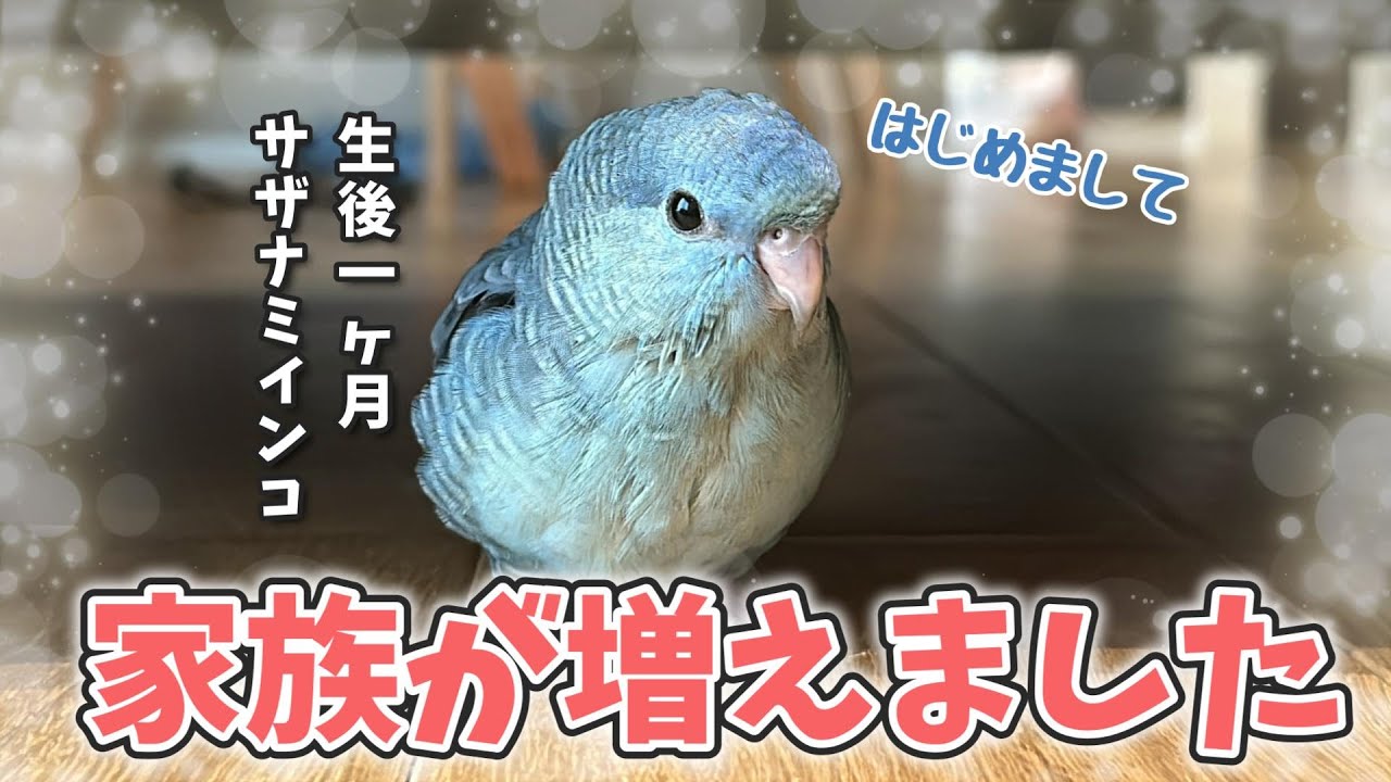 【ご報告】生後1ヶ月サザナミインコの雛をお迎えしました！お迎え～ご対面～挿し餌まで