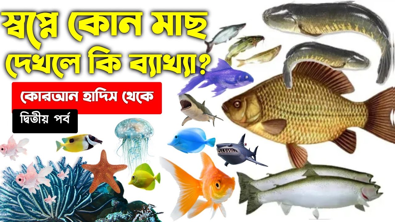 স্বপ্নে মাছ দেখলে কি হয় | dream explaination about fish | স্বপ্নের ব্যাখ্যা | zbe | swopne mach dek