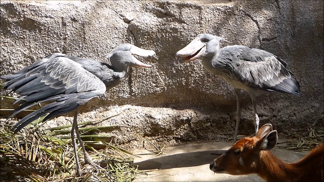shoebill ハシビロコウ アサラトとカシシお見合い