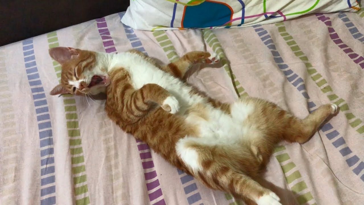 Wake-ups of my kitten Indy