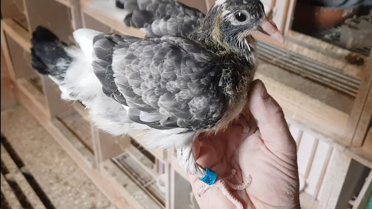 Młode gołębie.Tak kolorowo po lęgach jeszcze u nas nie było. Będziesz Pan zadowolony #pigeon