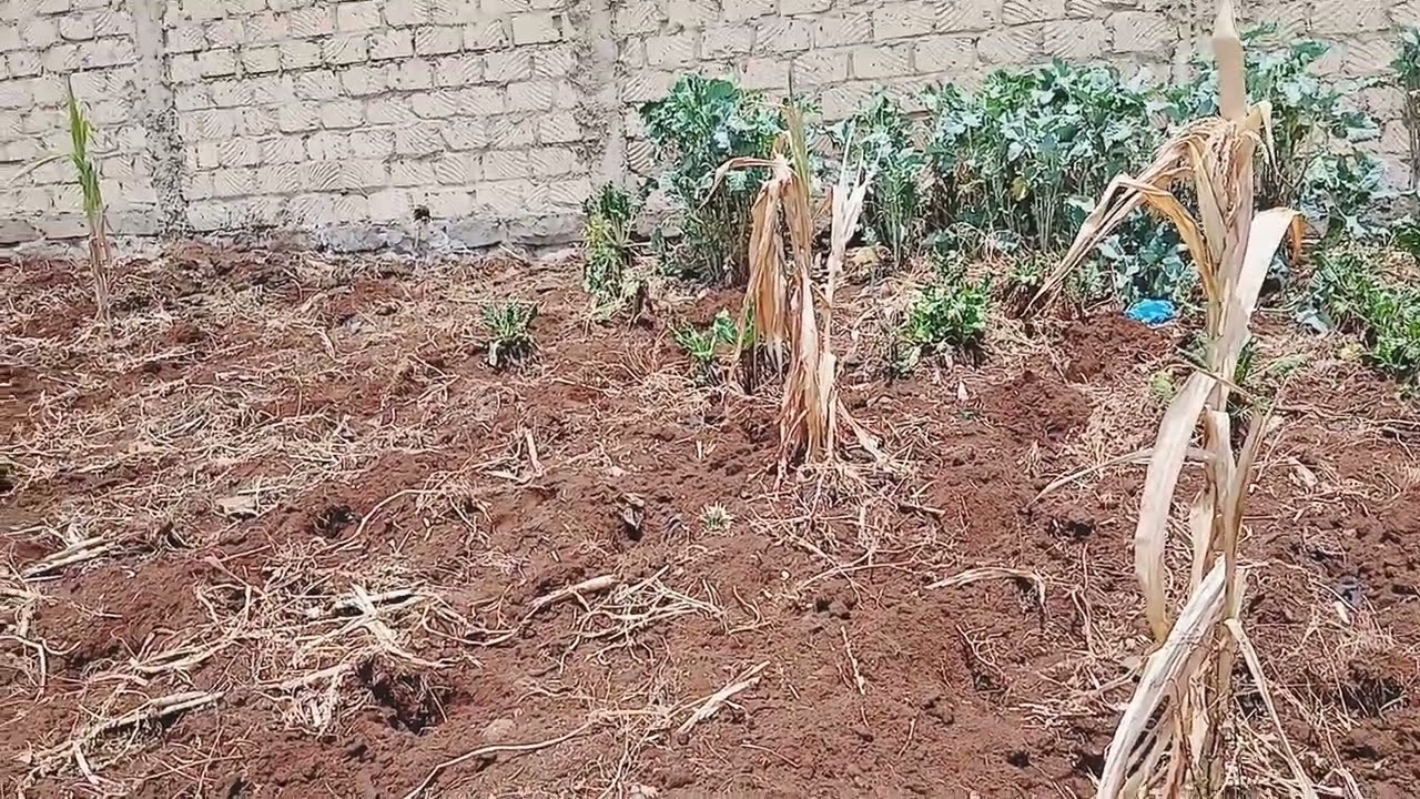  planting season 