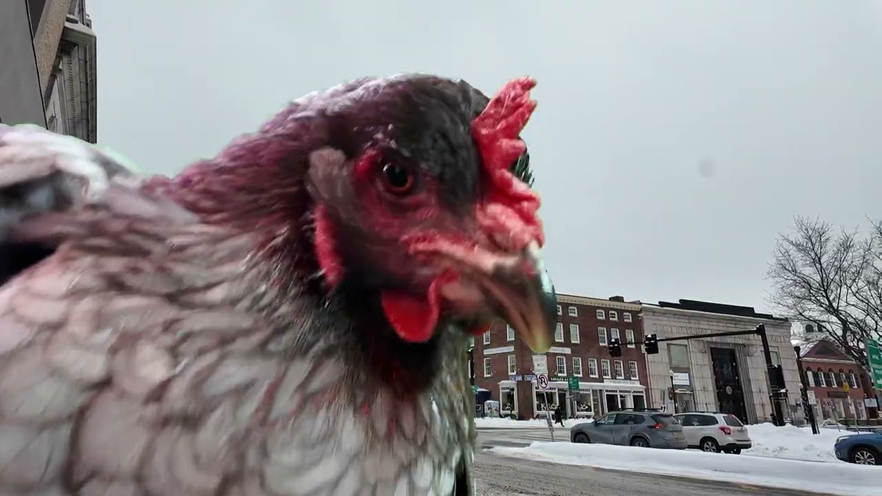 Chicken Godzilla