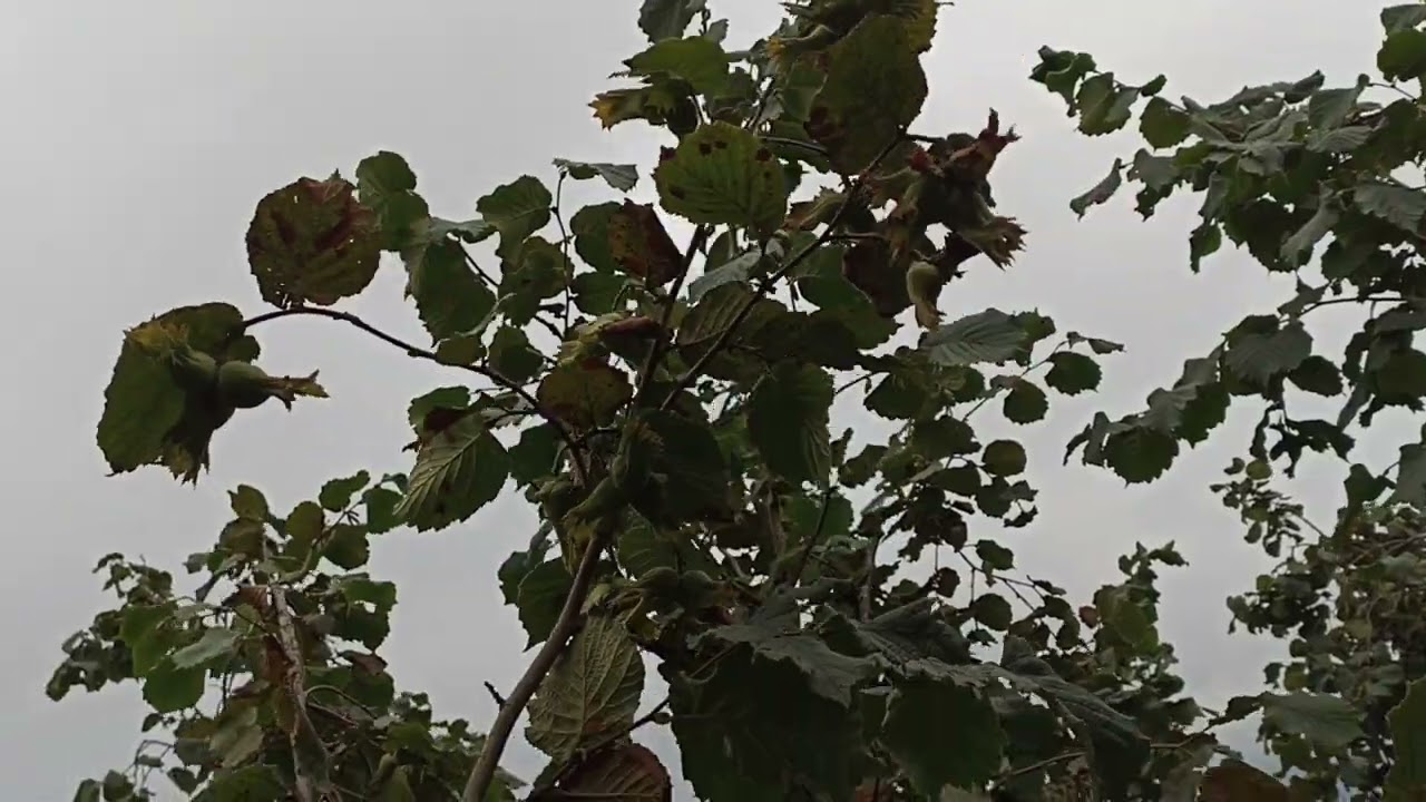Budama yaptığım cakildak fındık bahçesinde hasat öncesi son durum