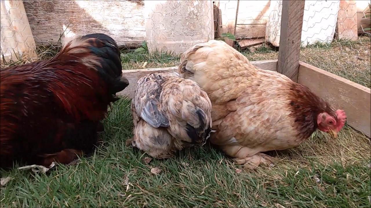 GARNIZÉ MINI COCHINS - CRIATÓRIO PINHAL