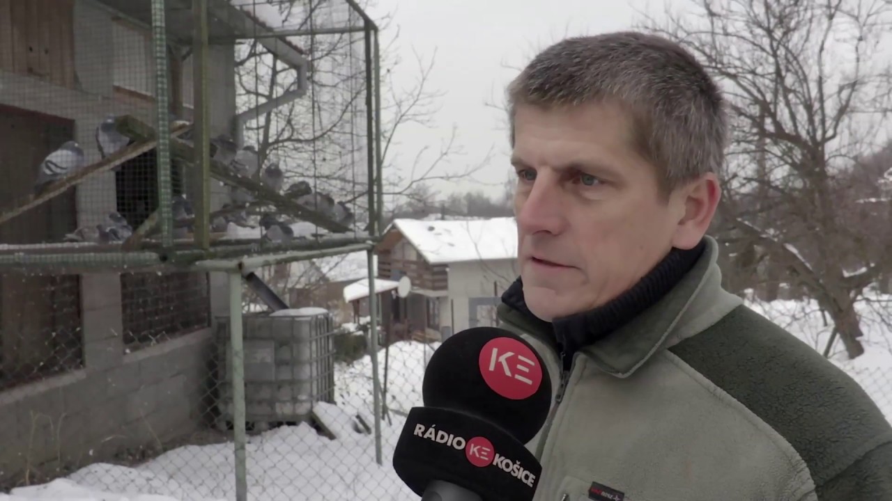 Holuby na TV Kosice
