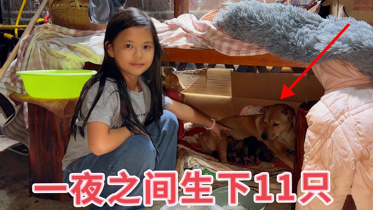 田园犬一夜之间生下11个小狗，主人立马跑去看，没想到它却出窝迎接，这狗太有灵性了