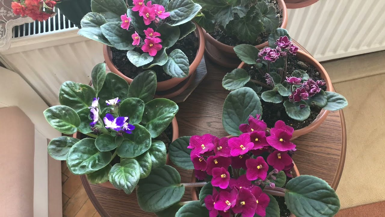 Afrika menekşesi bakımı hakkında en özel püf noktaları # African violet