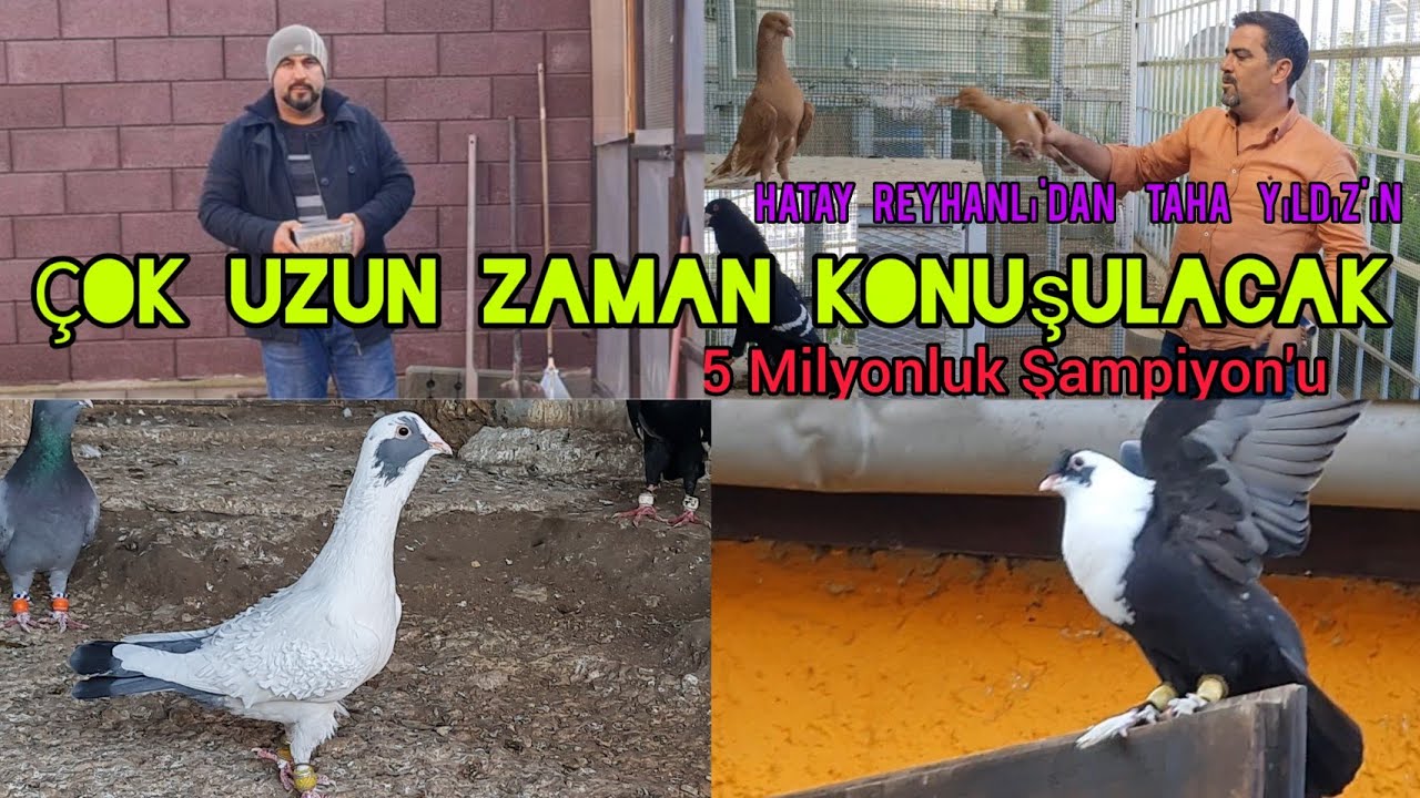 5 milyonluk güvercin 2022 Ş.Urfa festivali Şampiyon'u Çok uzun zaman konuşulacak festivallik kümes
