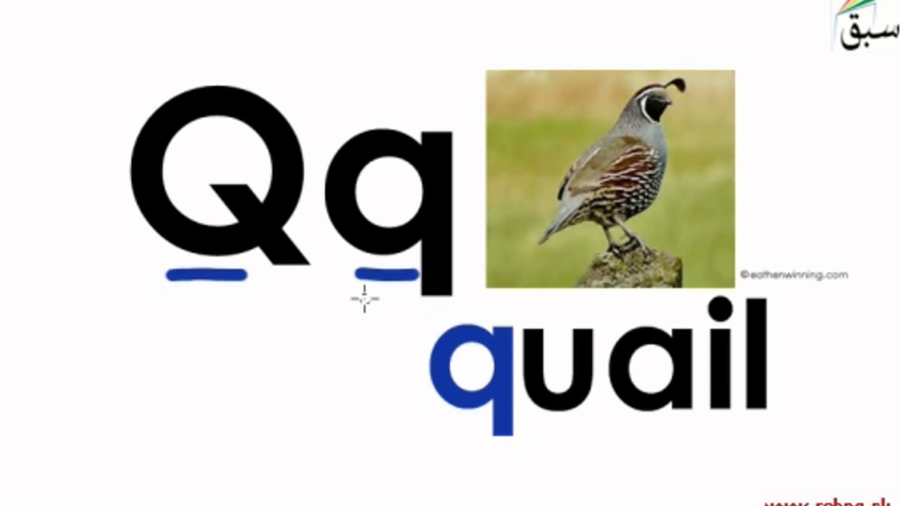 Capital and Small Q-q (pictures/names/tracing/practice), English Lecture | Sabaq.pk