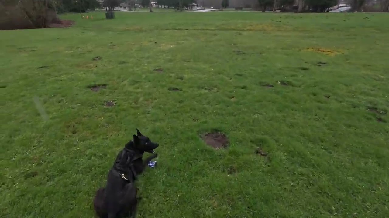 Tracking over frosty steps, such a great visual! #trackingdog #dog #dutchshepherd #akctracking