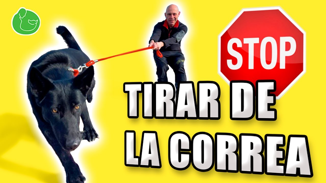 Cómo Hacer para que tu PERRO NO TIRE NI JALE de la CORREA Durante el Paseo