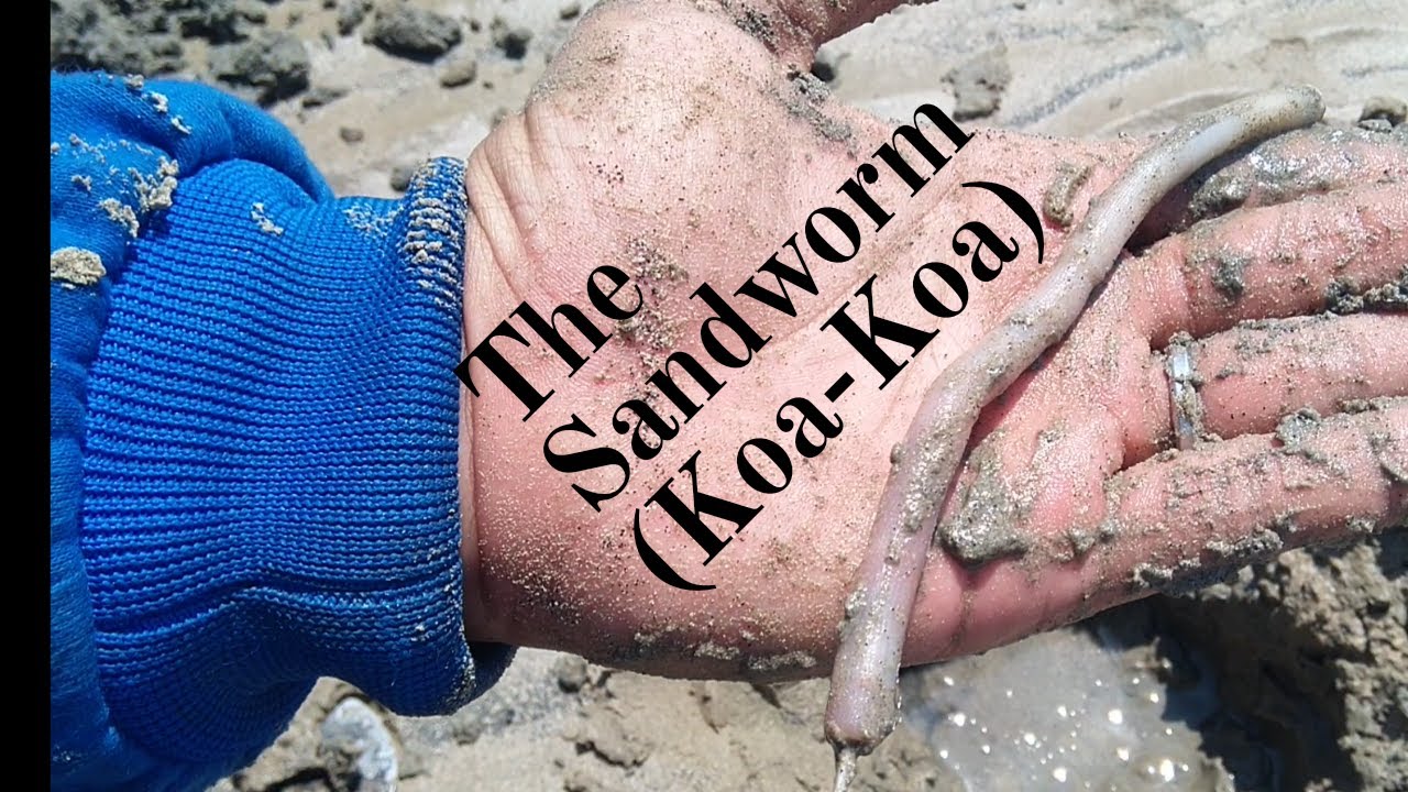 How To Catch a Sandworm/Koa-koa(Sipunculus Nudus) at the Beach #sandworm #bait