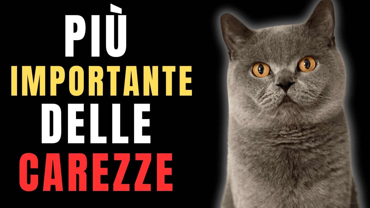 Pochi lo sanno, ma un veterinario spiega perché alcuni gatti piangono di felicità