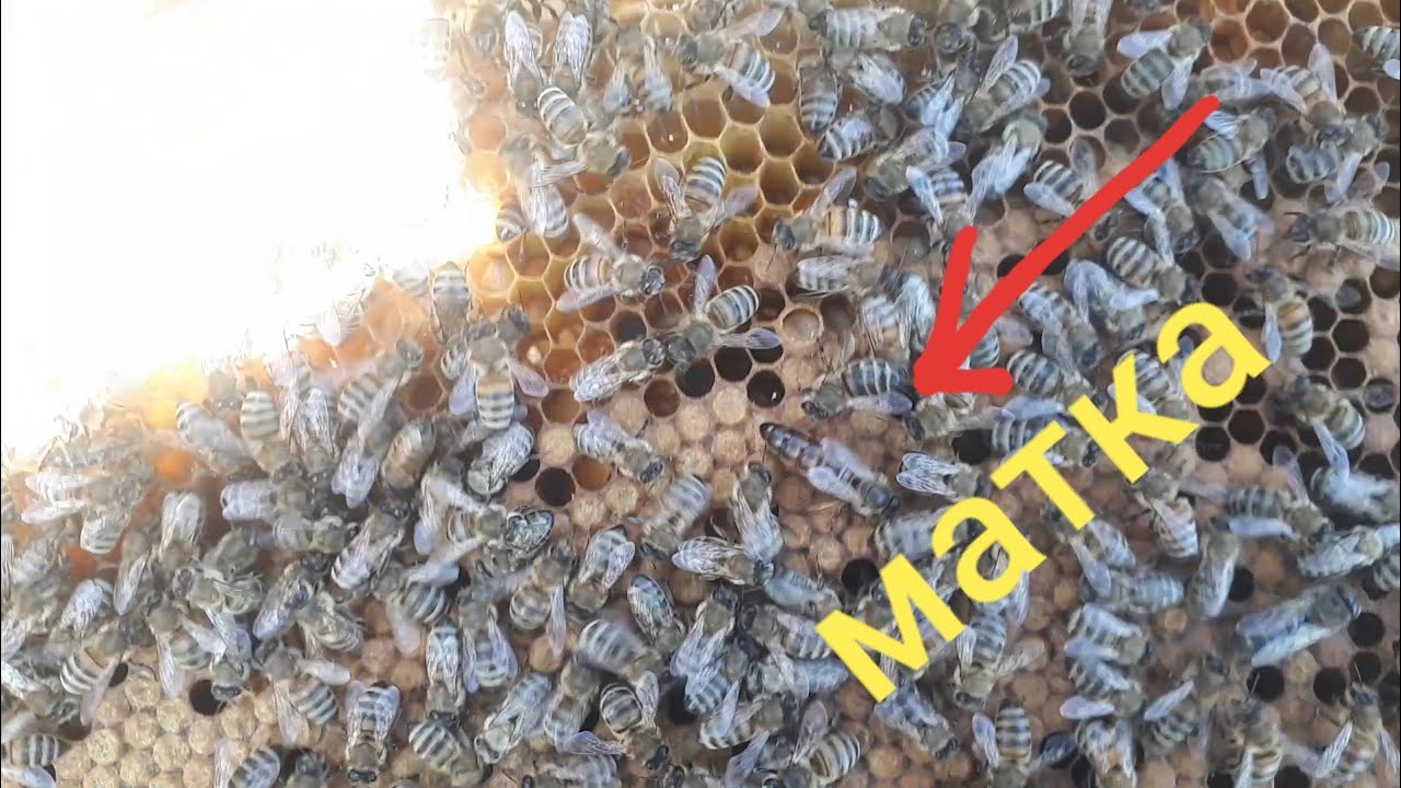 Бал Аары кароо 🐝үйрөнүү / ПЧЕЛОВОДСТВО/Матка,трутен