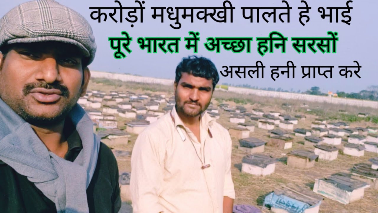 विदेशी मक्खी से सेहद ऐसे बनता हे | सेहद की प्राप्ति के पीछे क्या होता हे भारत यात्रा में देखा ।