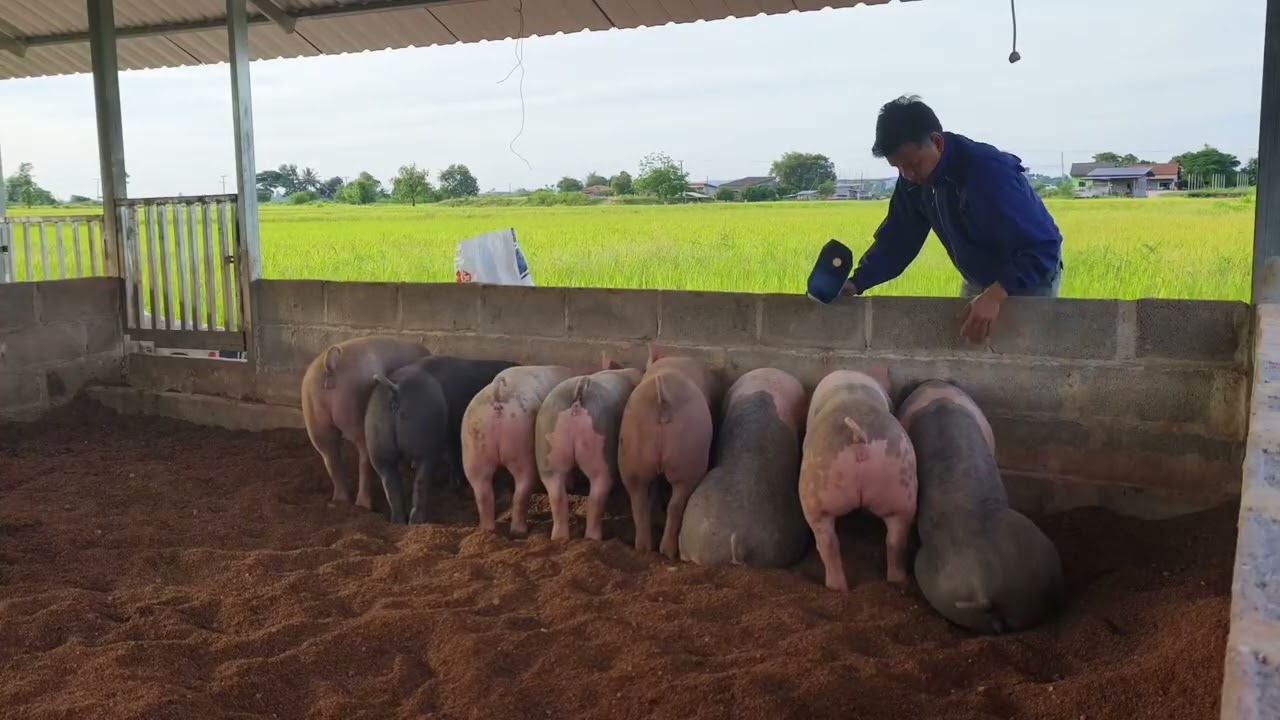 #ไห้อาหารหมู#ไห้อาหารปลา