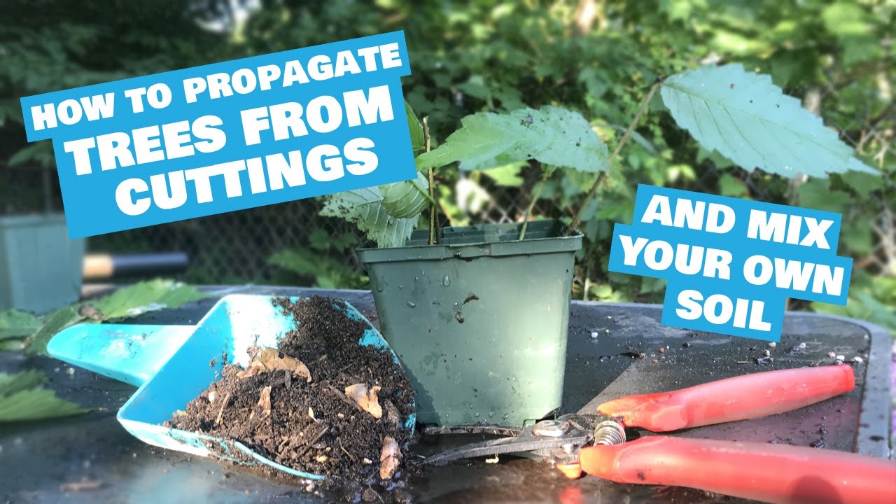 How to Propagate and Grow American Elm Trees from Cuttings for Bonsai and Preservation