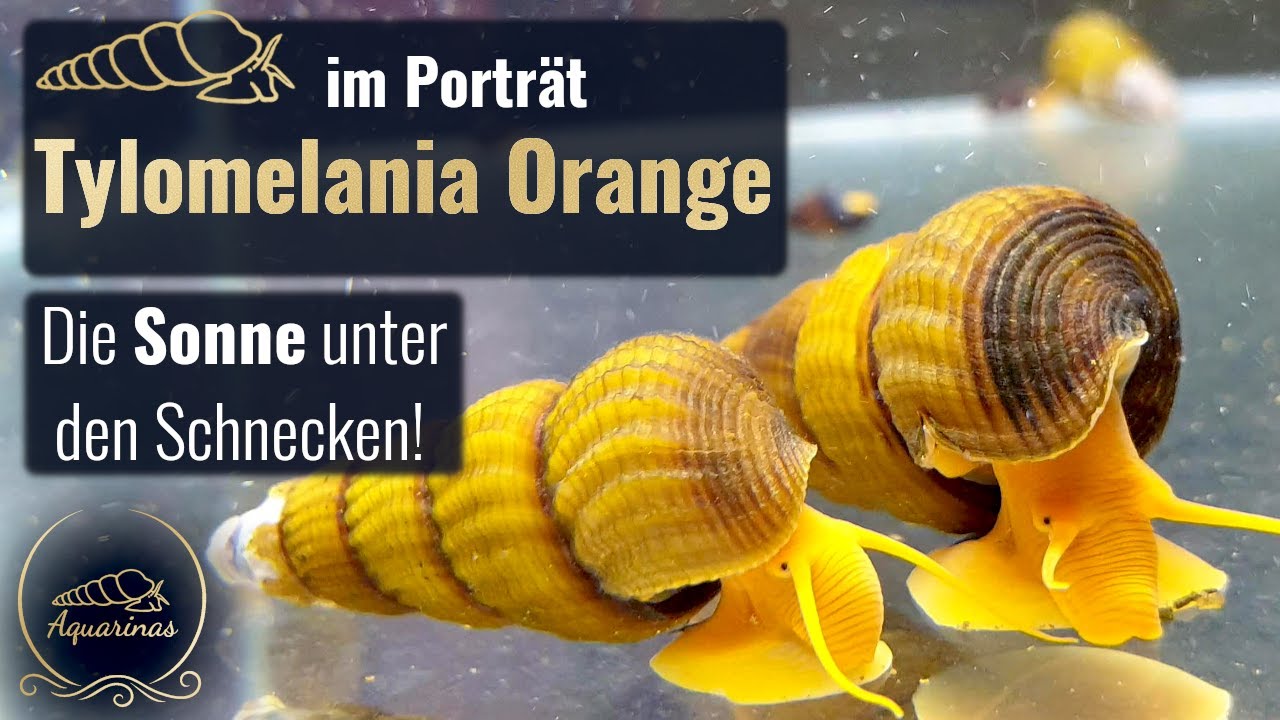 Tylomelania orange - Wasserschnecken im Porträt