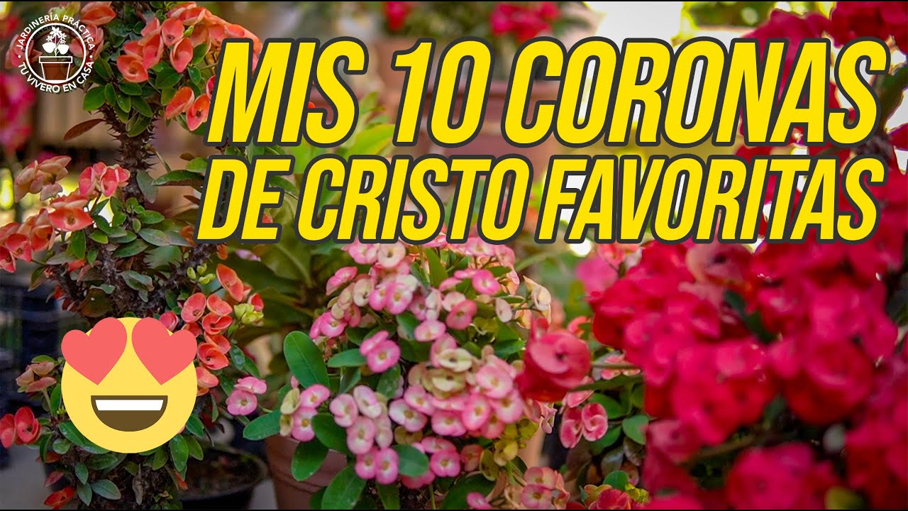 Mis 10 Coronas de Cristo favoritas. La última tiene un tono único y especial 😍