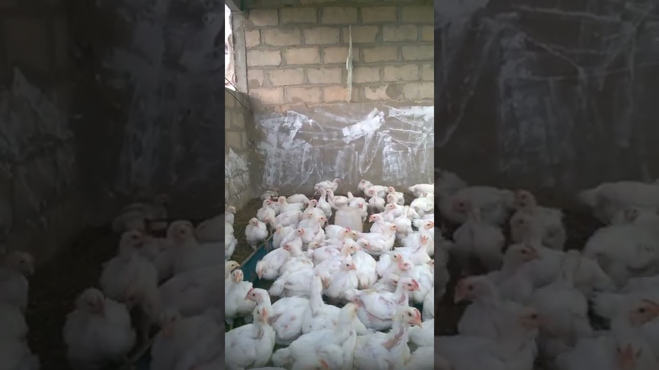 poulet de chair