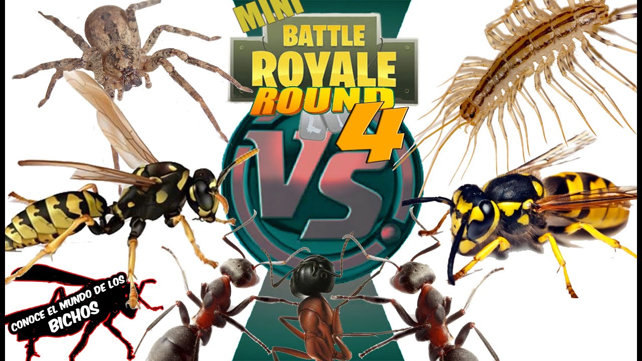 MINI BATTLE ROYALE ROUND 4