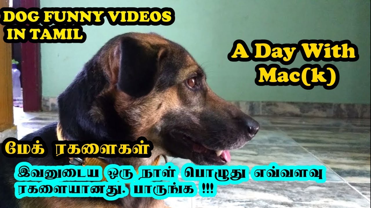 மேக் ரகளைகள் | இவனுடைய ஒரு நாள் பொழுது எவ்வளவு ரகளையானது. பாருங்க !!