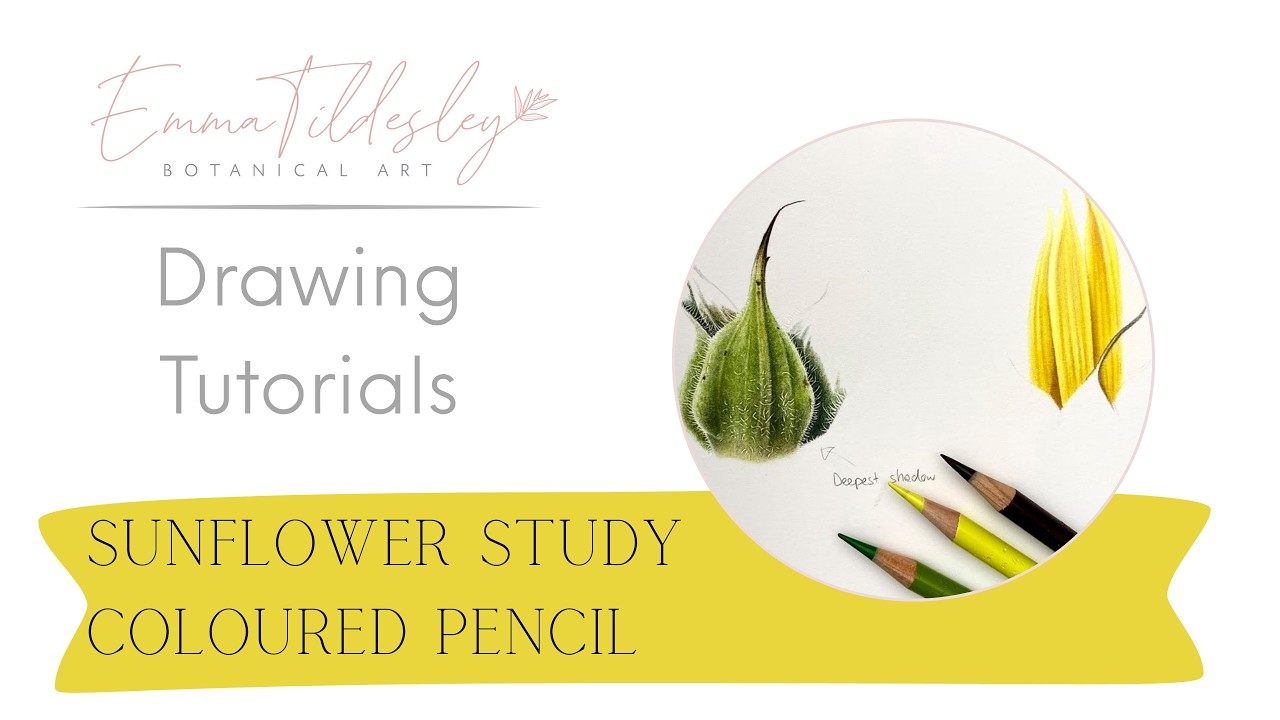 Sunflower Study Coloured Pencil Tutorial – Step-by-Step Botanical Art