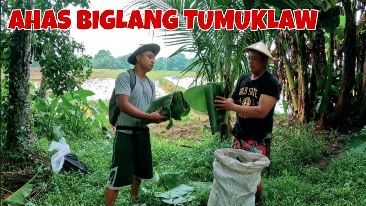Dahon ng saging Malakas Pagkakitaan Supply tayo sa mga Restaurant Ahas biglang sumugod