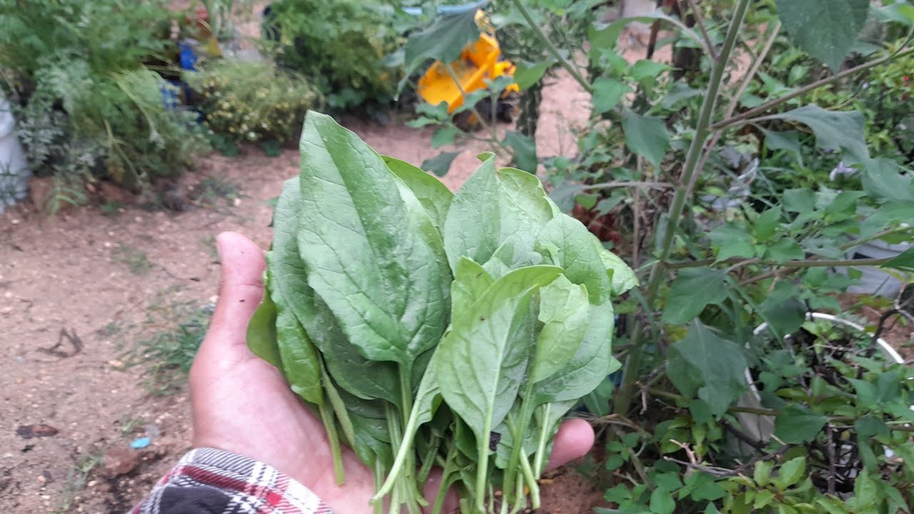 Como sembrar espinaca en macetas.