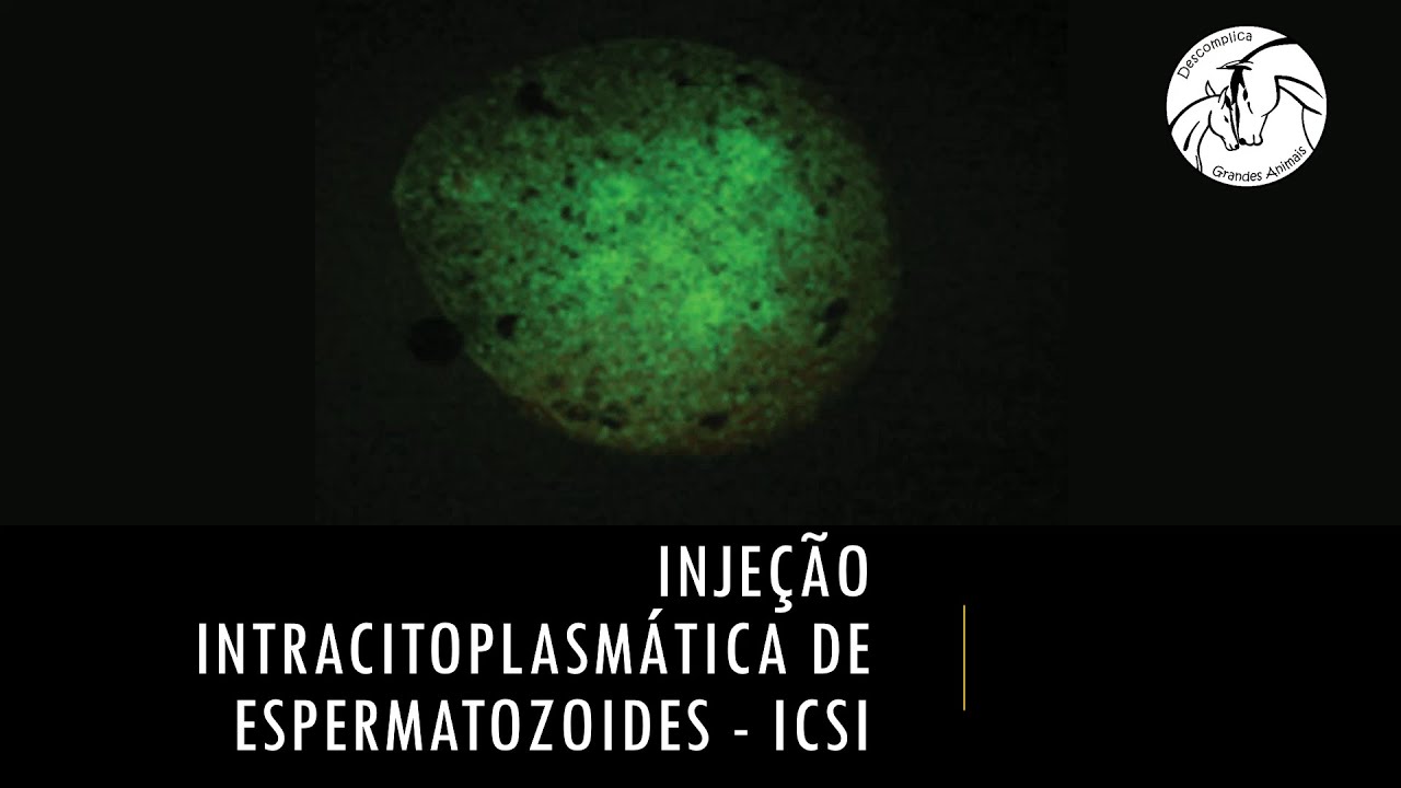 Injeção intracitoplasmática de espermatozoides - ICSI - na Medicina Veterinária