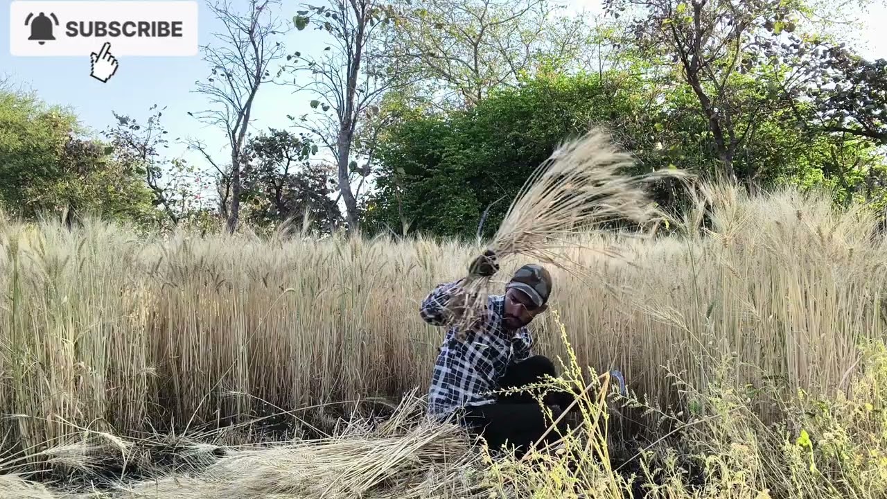 Daily Vlog By 👉 Sandip. March 8, 2026#FarmerLife #KisanLife #Farming #VillageLife#DailyVlog #Kisan