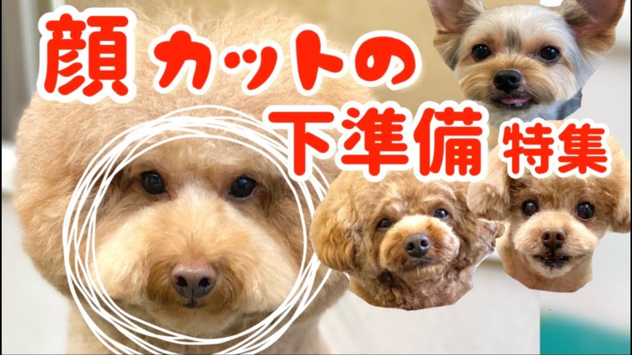 顔カットの前にしていることをまとめてみました。これをするだけで仕上がりが変わる！