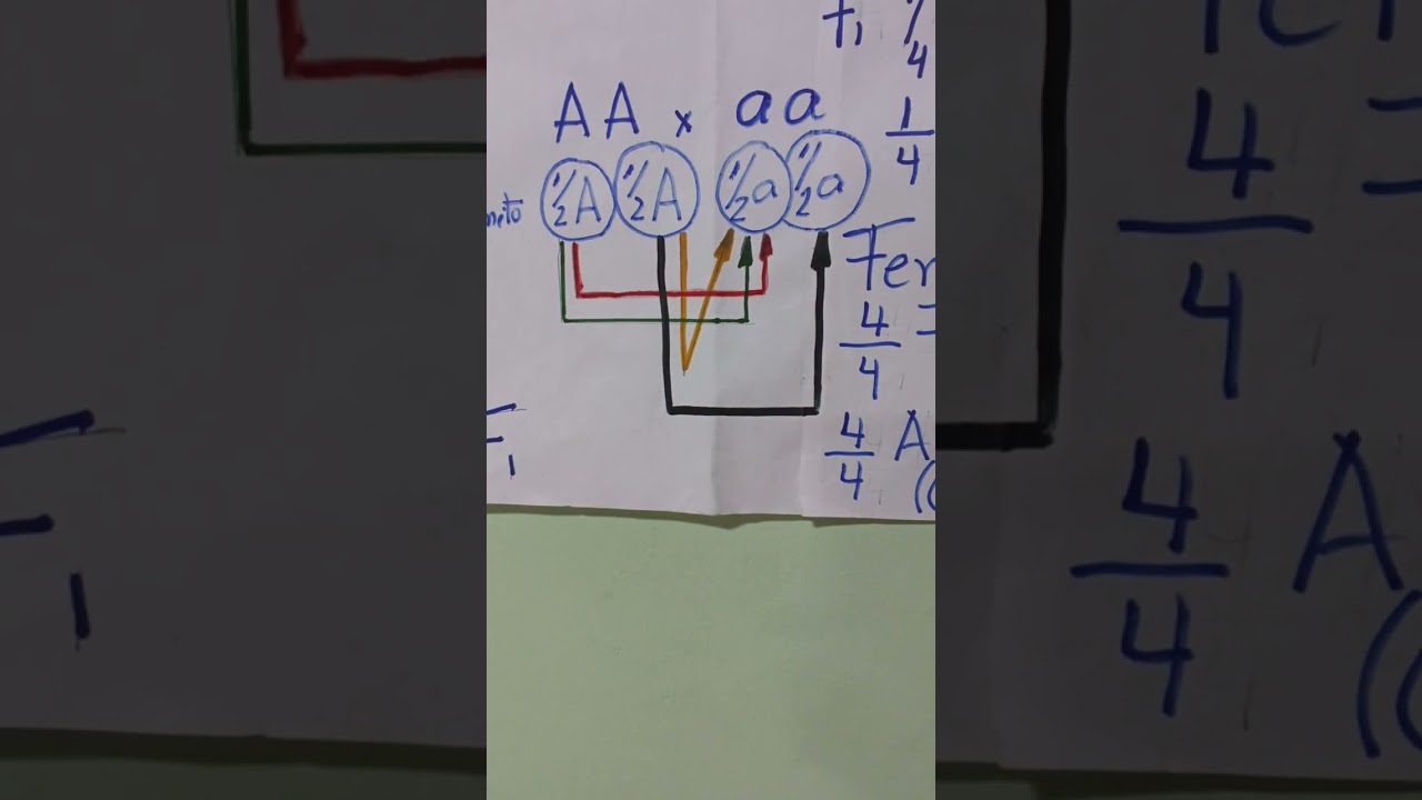 PRIMERA LEY DE MENDEL. LEY DE LA SEGREGACIÓN DE CARACTERES O LEY DE LA UNIFORMIDAD 