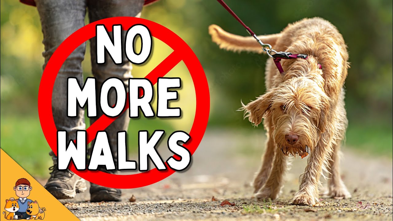 Do Dogs Really Need Walks? What You MUST Focus On