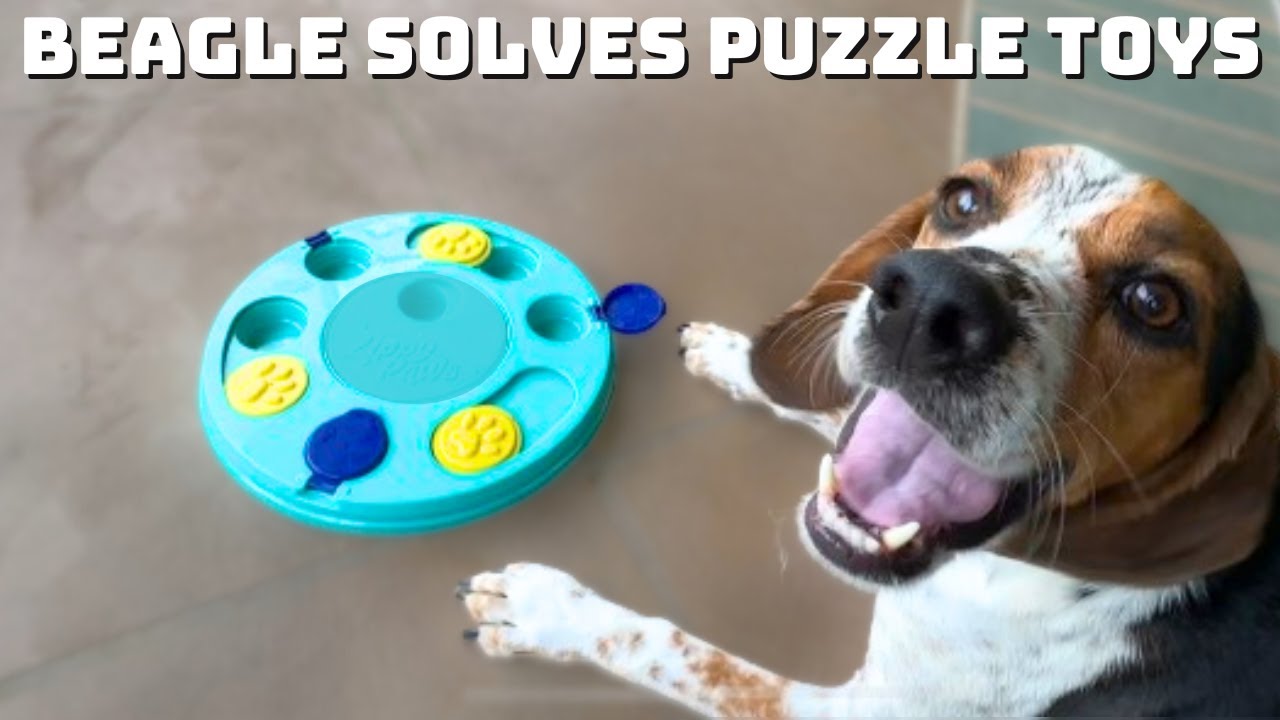 Beagle Solves Food Puzzle Toys - Too Smart for His Own Good?