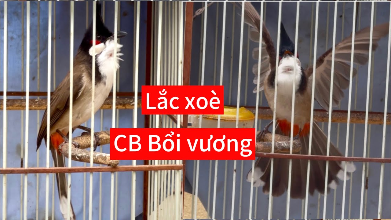 CB bổi vương, nết lắc xoè găm dí lực trâu. Hình bộ suất sắc, cặp chân đẹp 