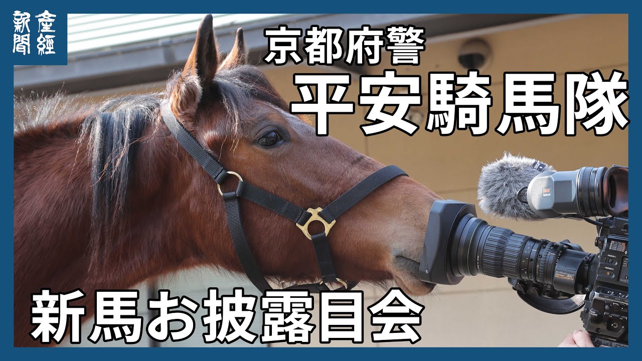 京都府警の平安騎馬隊に１歳のオスの新馬が入隊