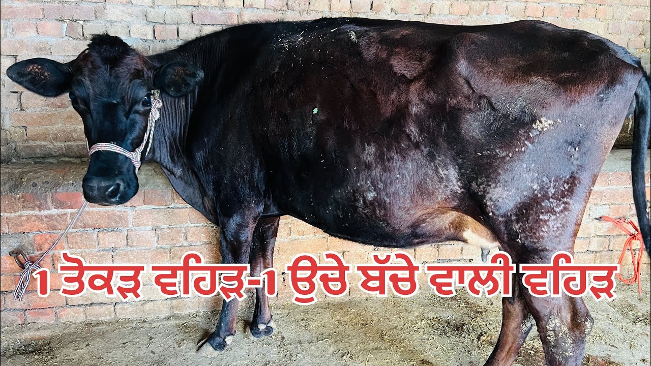 ਛੋਟੇ-ਛੋਟੇ ਮੁੱਲ 🔥1 ਤੋਕੜ ਜਰਸੀ ਵਹਿੜ 6 ਦੰਦ 🔥1 ਉੱਚੇ ਬੱਚੇ ਵਾਲੀ ਮੱਝ ਵਿਕਾਉ-2 animal for sale 